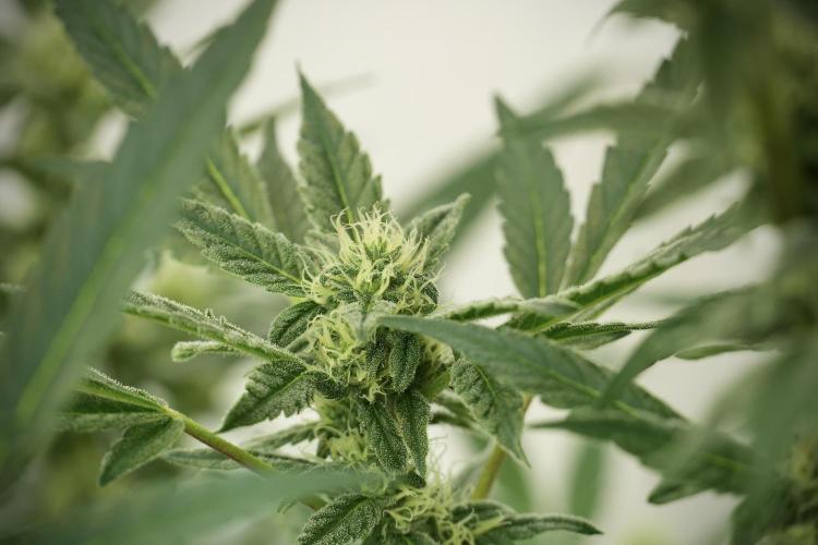 Catching The Ghost Train Haze @ Zamnesia. Week 10 - Ghost Train Haze The Big Mama 12-12 from seed