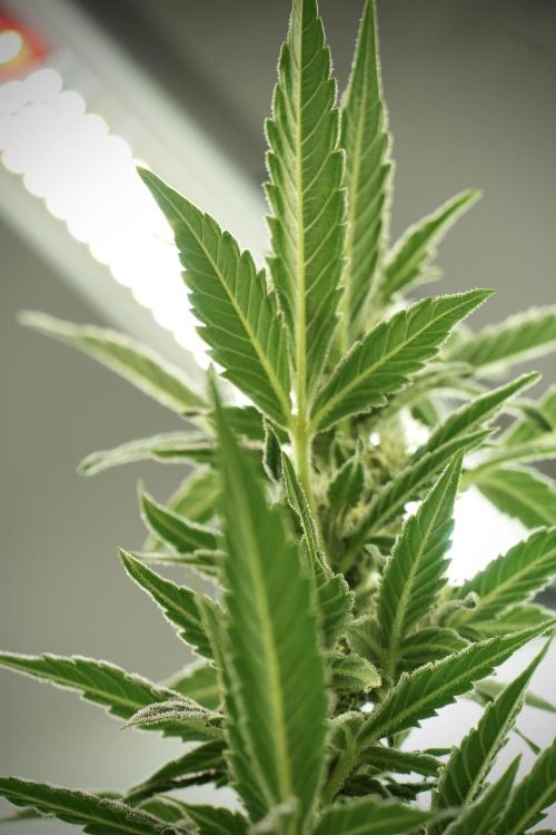Catching The Ghost Train Haze @ Zamnesia. Week 10 - Ghost Train Haze The Big Mama 12-12 from seed