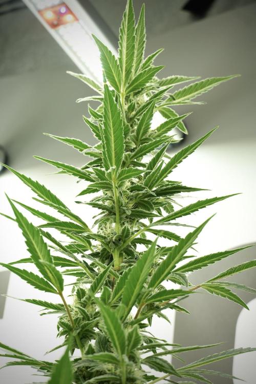 Catching The Ghost Train Haze @ Zamnesia. Week 10 - Ghost Train Haze The Big Mama 12-12 from seed