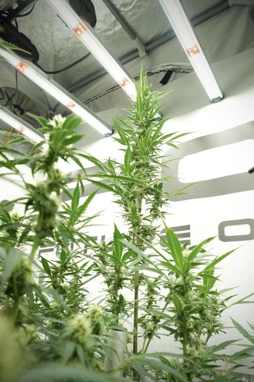 Catching The Ghost Train Haze @ Zamnesia. Week 10 - Ghost Train Haze The Big Mama 12-12 from seed