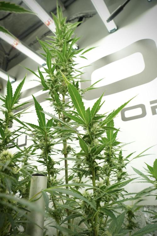 Catching The Ghost Train Haze @ Zamnesia. Week 10 - Ghost Train Haze The Big Mama 12-12 from seed