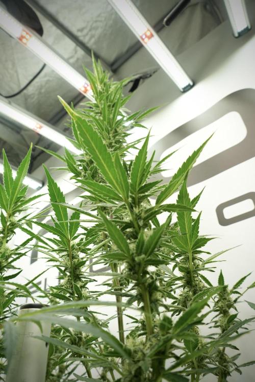 Catching The Ghost Train Haze @ Zamnesia. Week 10 - Ghost Train Haze The Big Mama 12-12 from seed