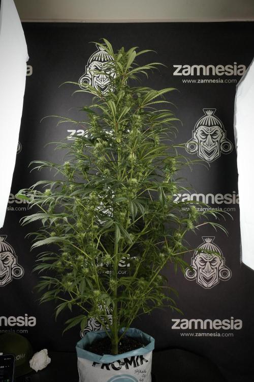 Skywalker OG Legends of the 12/12 Galaxy. Week 10 - SkyWalker OG No Veg 12-12 from seed