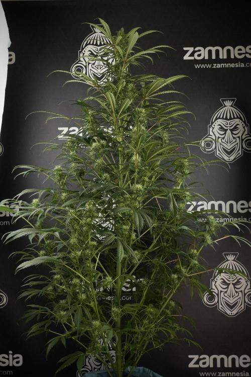Skywalker OG Legends of the 12/12 Galaxy. Week 10 - SkyWalker OG No Veg 12-12 from seed