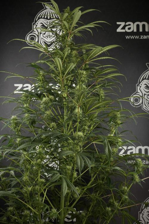 Skywalker OG Legends of the 12/12 Galaxy. Week 10 - SkyWalker OG No Veg 12-12 from seed