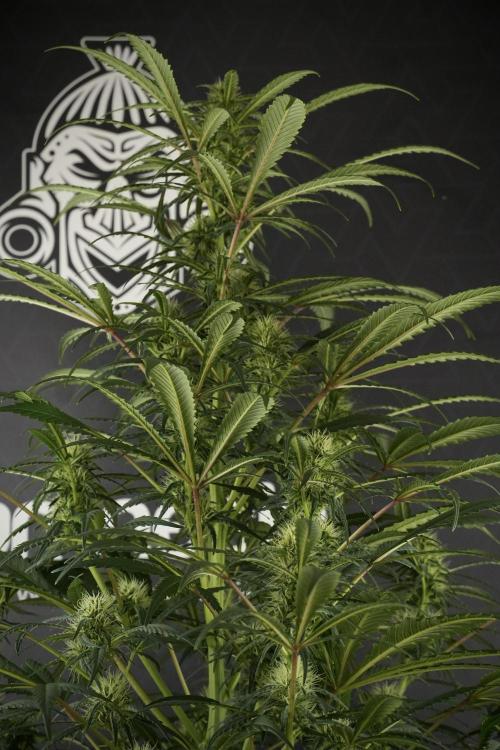 Skywalker OG Legends of the 12/12 Galaxy. Week 10 - SkyWalker OG No Veg 12-12 from seed