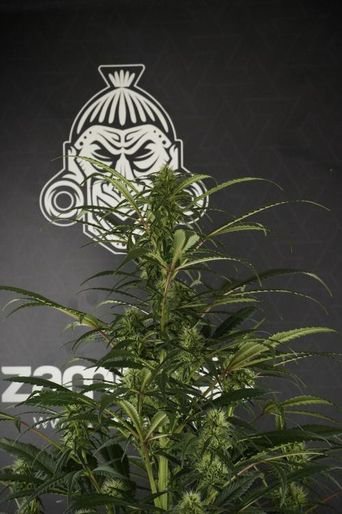Skywalker OG Legends of the 12/12 Galaxy. Week 10 - SkyWalker OG No Veg 12-12 from seed