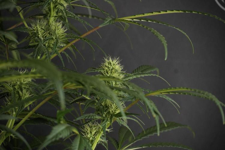 Skywalker OG Legends of the 12/12 Galaxy. Week 10 - SkyWalker OG No Veg 12-12 from seed