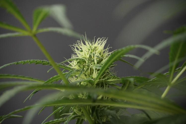 Skywalker OG Legends of the 12/12 Galaxy. Week 10 - SkyWalker OG No Veg 12-12 from seed