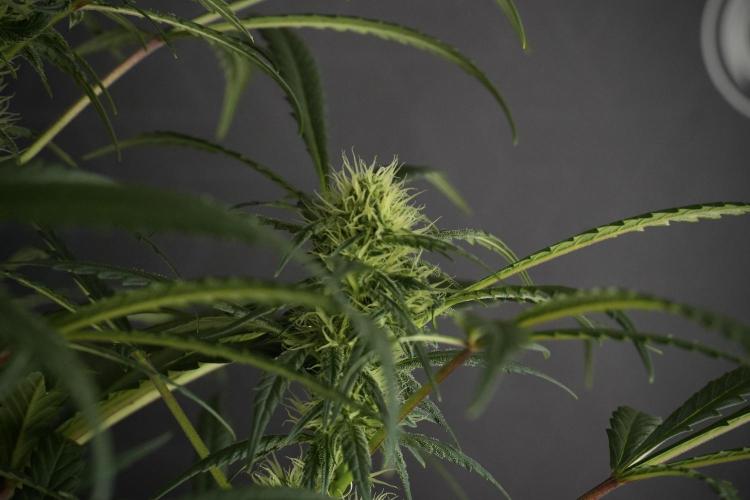 Skywalker OG Legends of the 12/12 Galaxy. Week 10 - SkyWalker OG No Veg 12-12 from seed