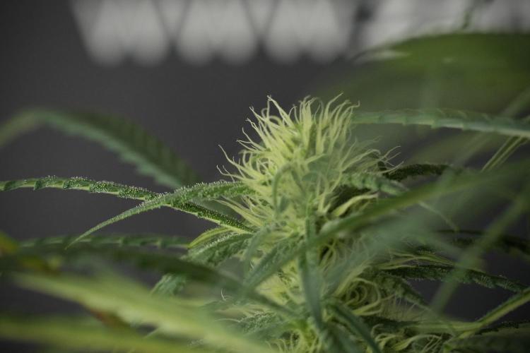 Skywalker OG Legends of the 12/12 Galaxy. Week 10 - SkyWalker OG No Veg 12-12 from seed