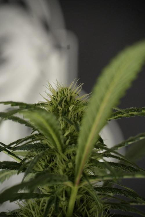 Skywalker OG Legends of the 12/12 Galaxy. Week 10 - SkyWalker OG No Veg 12-12 from seed