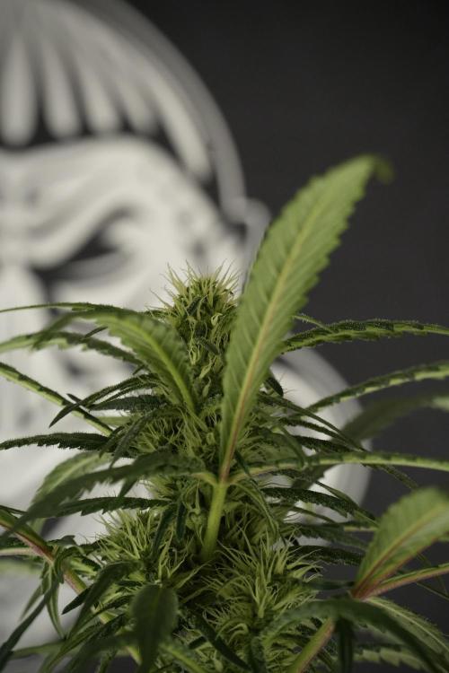Skywalker OG Legends of the 12/12 Galaxy. Week 10 - SkyWalker OG No Veg 12-12 from seed