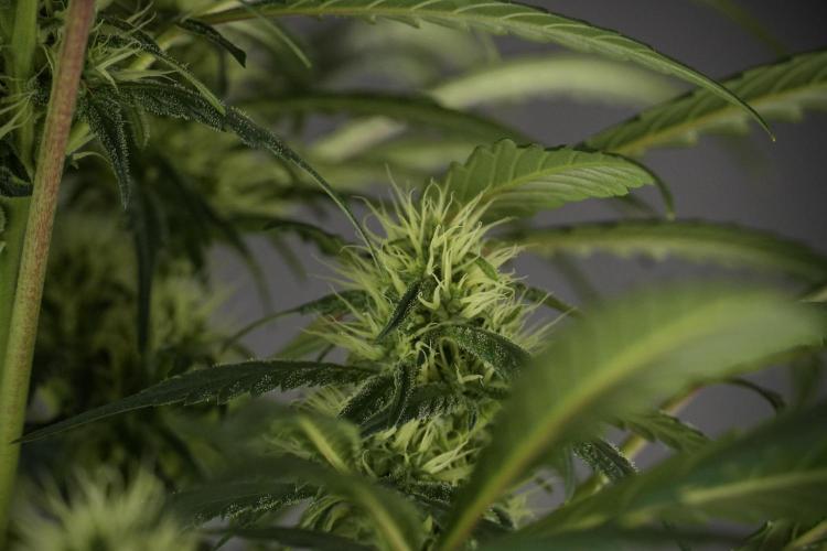 Skywalker OG Legends of the 12/12 Galaxy. Week 10 - SkyWalker OG No Veg 12-12 from seed