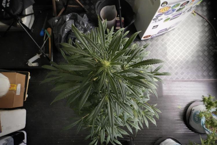 Skywalker OG Legends of the 12/12 Galaxy. Week 10 - SkyWalker OG No Veg 12-12 from seed