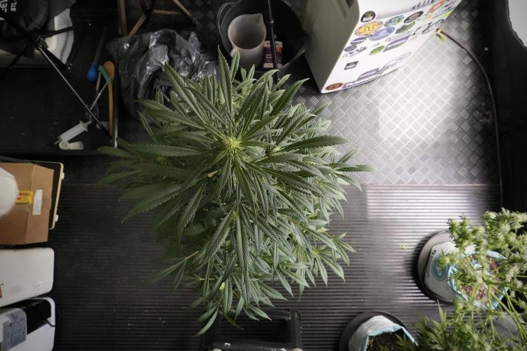 Skywalker OG Legends of the 12/12 Galaxy. Week 10 - SkyWalker OG No Veg 12-12 from seed