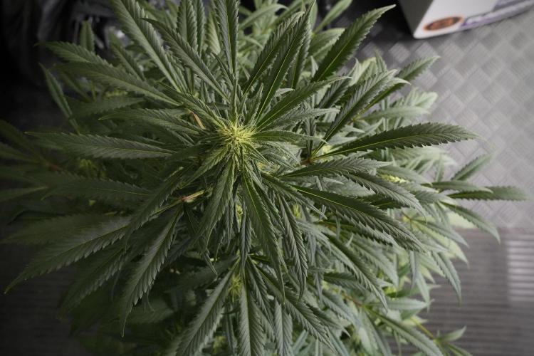 Skywalker OG Legends of the 12/12 Galaxy. Week 10 - SkyWalker OG No Veg 12-12 from seed