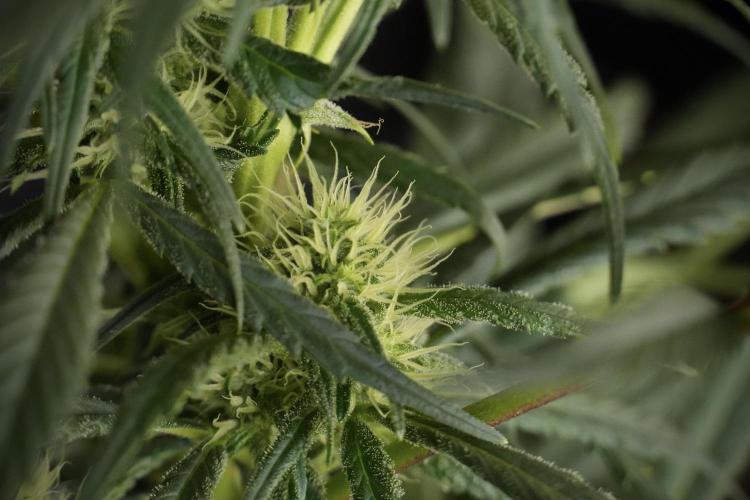 Skywalker OG Legends of the 12/12 Galaxy. Week 10 - SkyWalker OG No Veg 12-12 from seed