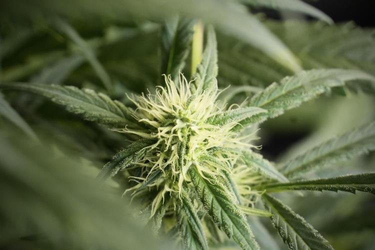 Skywalker OG Legends of the 12/12 Galaxy. Week 10 - SkyWalker OG No Veg 12-12 from seed