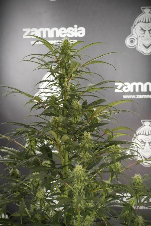 Skywalker OG Legends of the 12/12 Galaxy. Week 10 - SkyWalker OG No Veg 12-12 from seed