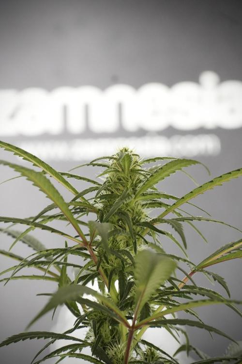 Skywalker OG Legends of the 12/12 Galaxy. Week 10 - SkyWalker OG No Veg 12-12 from seed