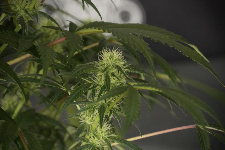 Skywalker OG Legends of the 12/12 Galaxy. Week 10 - SkyWalker OG No Veg 12-12 from seed