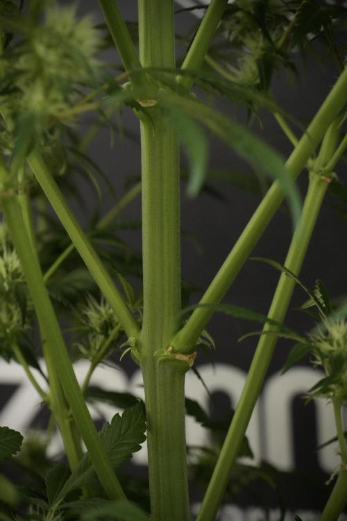 Skywalker OG Legends of the 12/12 Galaxy. Week 10 - SkyWalker OG No Veg 12-12 from seed