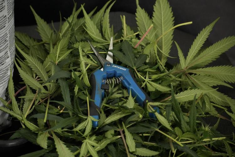 Skywalker OG Legends of the 12/12 Galaxy. Week 10 - SkyWalker OG No Veg 12-12 from seed