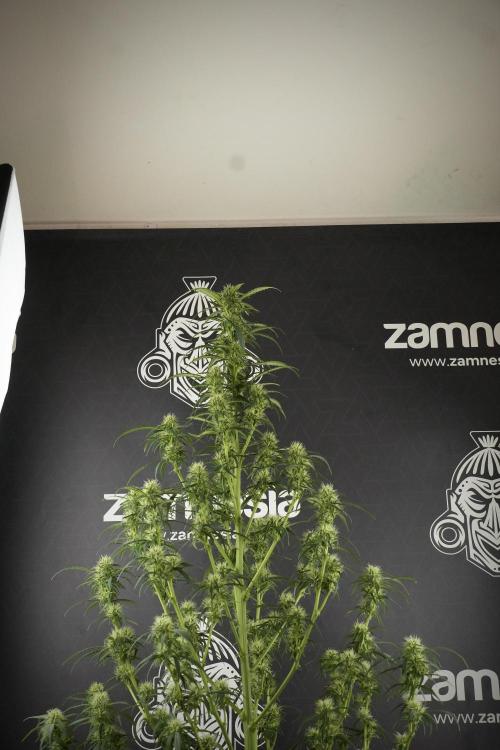 Skywalker OG Legends of the 12/12 Galaxy. Week 10 - SkyWalker OG No Veg 12-12 from seed