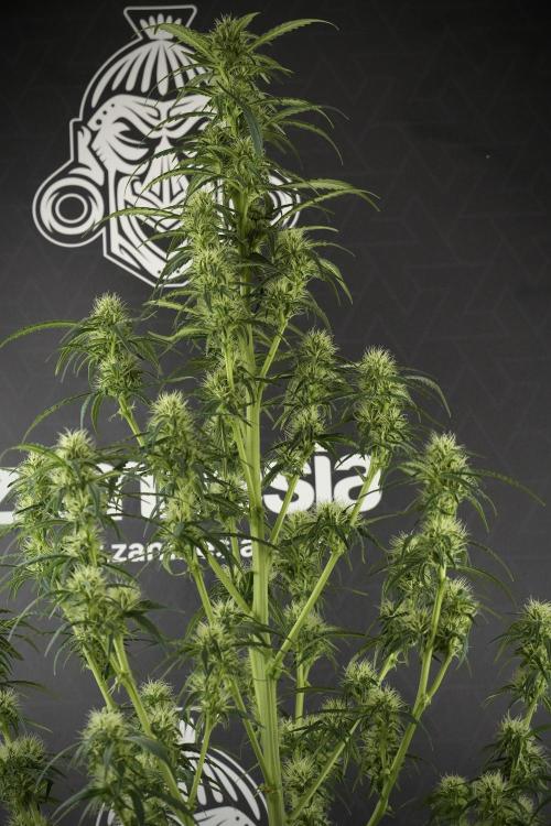 Skywalker OG Legends of the 12/12 Galaxy. Week 10 - SkyWalker OG No Veg 12-12 from seed