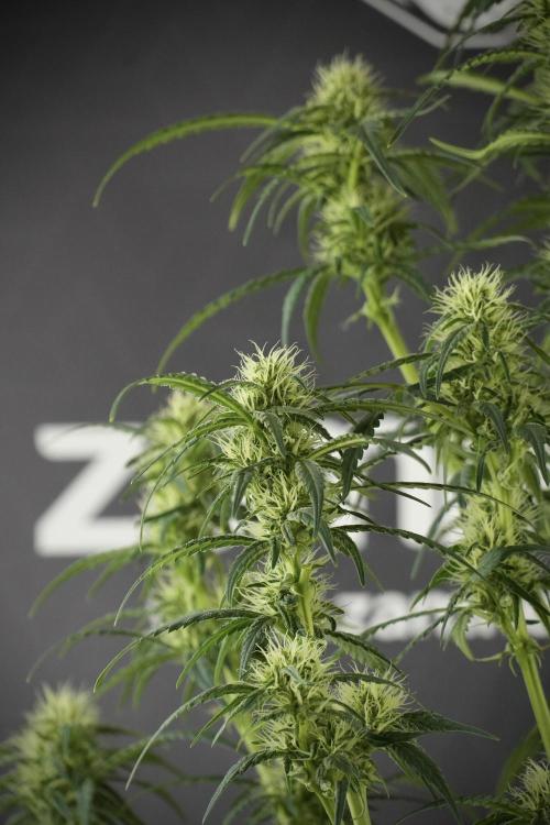 Skywalker OG Legends of the 12/12 Galaxy. Week 10 - SkyWalker OG No Veg 12-12 from seed