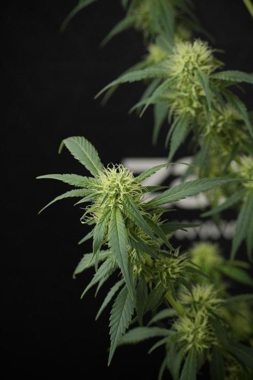 Skywalker OG Legends of the 12/12 Galaxy. Week 10 - SkyWalker OG No Veg 12-12 from seed