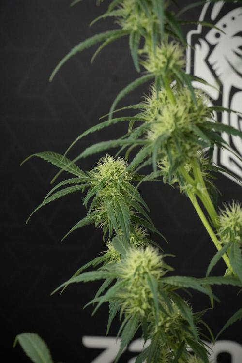 Skywalker OG Legends of the 12/12 Galaxy. Week 10 - SkyWalker OG No Veg 12-12 from seed
