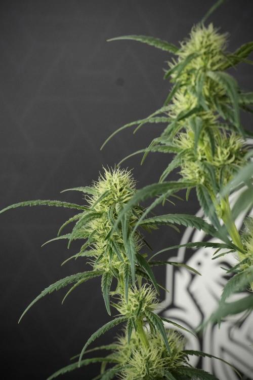 Skywalker OG Legends of the 12/12 Galaxy. Week 10 - SkyWalker OG No Veg 12-12 from seed