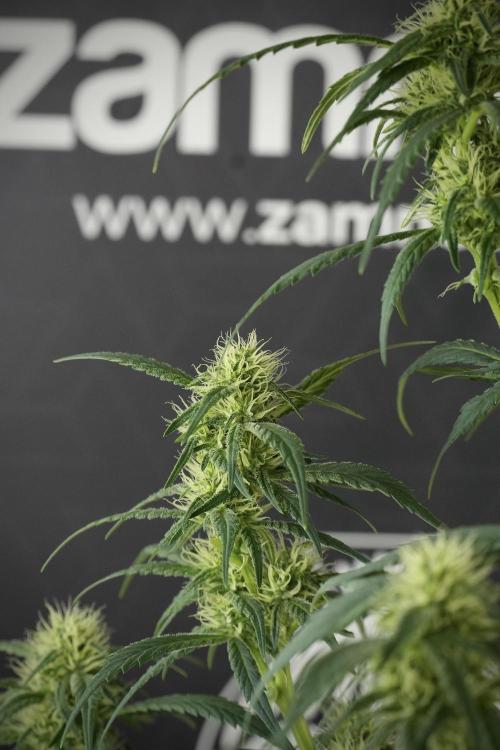Skywalker OG Legends of the 12/12 Galaxy. Week 10 - SkyWalker OG No Veg 12-12 from seed