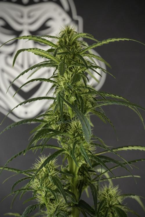 Skywalker OG Legends of the 12/12 Galaxy. Week 10 - SkyWalker OG No Veg 12-12 from seed