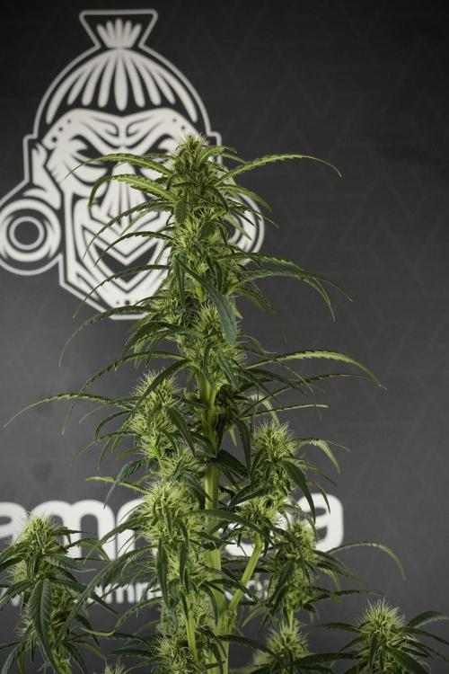Skywalker OG Legends of the 12/12 Galaxy. Week 10 - SkyWalker OG No Veg 12-12 from seed