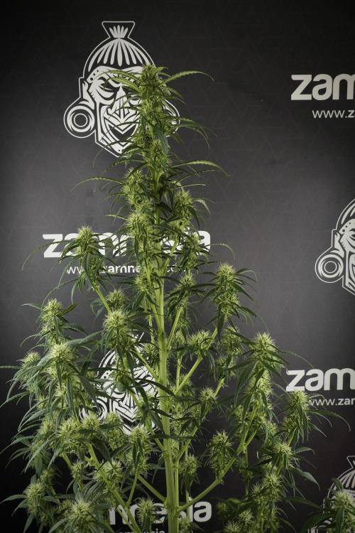 Skywalker OG Legends of the 12/12 Galaxy. Week 10 - SkyWalker OG No Veg 12-12 from seed