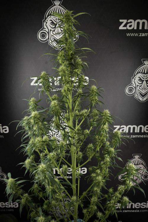 Skywalker OG Legends of the 12/12 Galaxy. Week 10 - SkyWalker OG No Veg 12-12 from seed