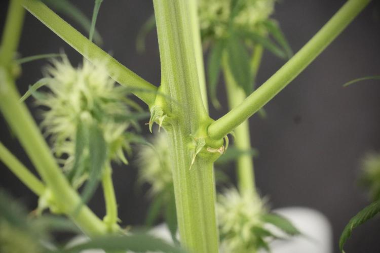 Skywalker OG Legends of the 12/12 Galaxy. Week 10 - SkyWalker OG No Veg 12-12 from seed