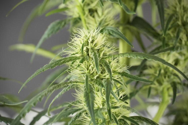 Skywalker OG Legends of the 12/12 Galaxy. Week 10 - SkyWalker OG No Veg 12-12 from seed