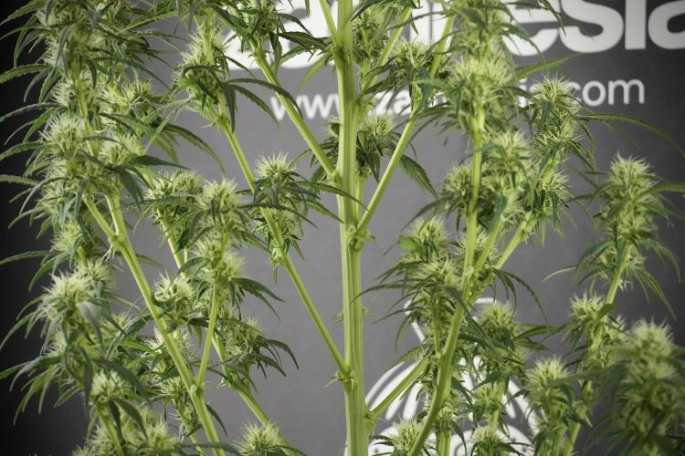 Skywalker OG Legends of the 12/12 Galaxy. Week 10 - SkyWalker OG No Veg 12-12 from seed