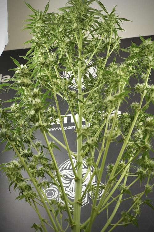 Skywalker OG Legends of the 12/12 Galaxy. Week 10 - SkyWalker OG No Veg 12-12 from seed