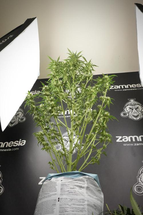 Skywalker OG Legends of the 12/12 Galaxy. Week 10 - SkyWalker OG No Veg 12-12 from seed