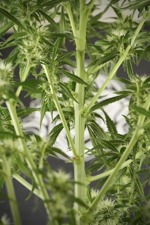 Skywalker OG Legends of the 12/12 Galaxy. Week 10 - SkyWalker OG No Veg 12-12 from seed