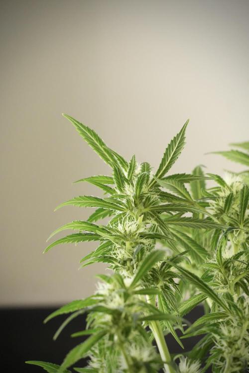 Skywalker OG Legends of the 12/12 Galaxy. Week 10 - SkyWalker OG No Veg 12-12 from seed