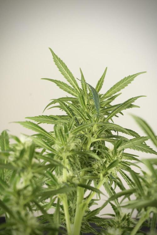Skywalker OG Legends of the 12/12 Galaxy. Week 10 - SkyWalker OG No Veg 12-12 from seed