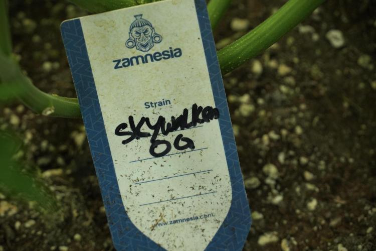 Skywalker OG Legends of the 12/12 Galaxy. Week 10 - SkyWalker OG No Veg 12-12 from seed
