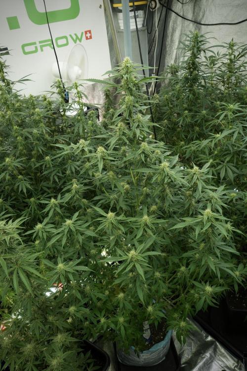 Skywalker OG Legends of the 12/12 Galaxy. Week 10 - SkyWalker OG No Veg 12-12 from seed