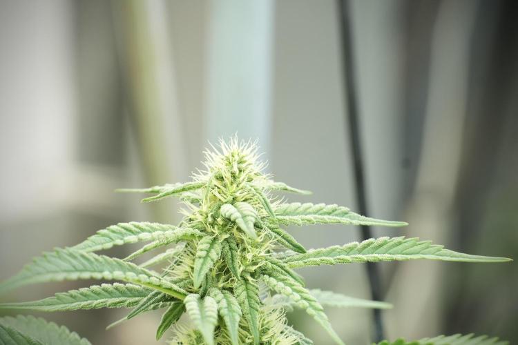 Skywalker OG Legends of the 12/12 Galaxy. Week 10 - SkyWalker OG No Veg 12-12 from seed
